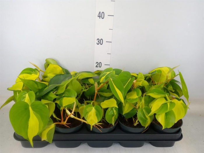 <h4>Philodendron scand. 'Brasil'</h4>