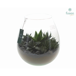 Green Bottle Abby XLarge met Haworthia