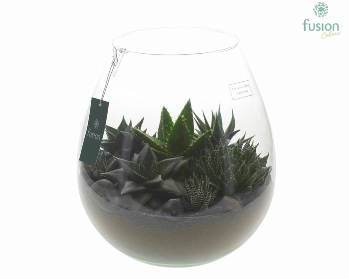 <h4>Green Bottle Abby XLarge met Haworthia</h4>