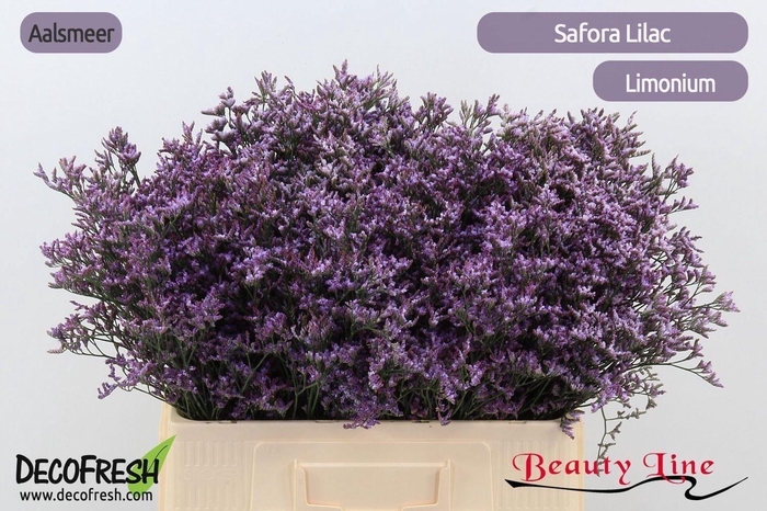 <h4>LIMONIUM SAFORA LILAC LIM SAF LILAC</h4>