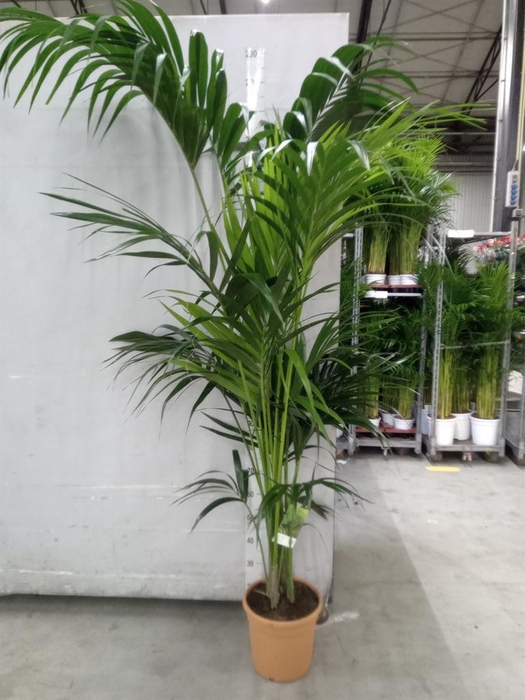 <h4>Howea forsteriana</h4>