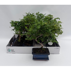 BONSAI GEM