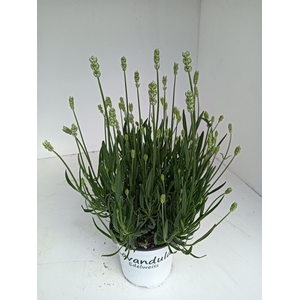 Lavandula x intermedia Edelweiss