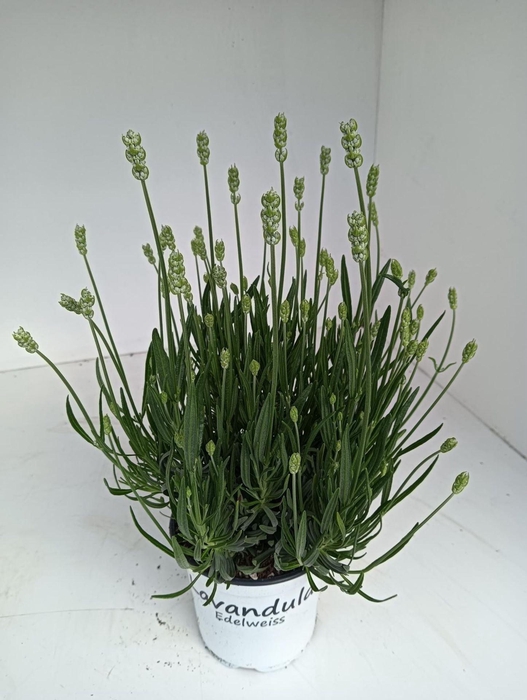 Lavandula x intermedia Edelweiss