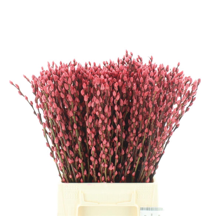 <h4>Salix Snow Flake Klb Red</h4>