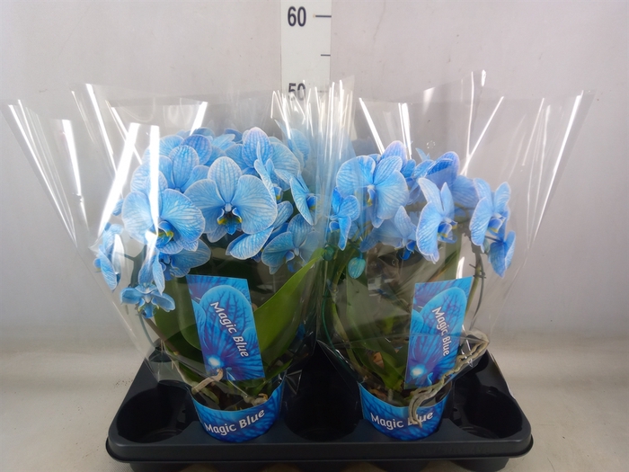 <h4>Phalaenopsis   ...</h4>