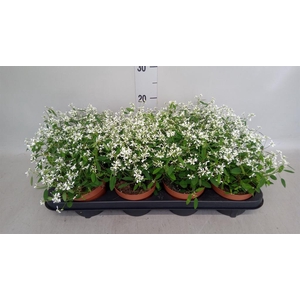 Euphorbia  'Loreen Compact White'