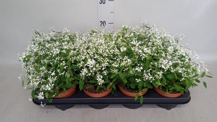 <h4>Euphorbia  'Loreen Compact White'</h4>