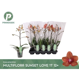 PHAL MF F SUNSE LOVE