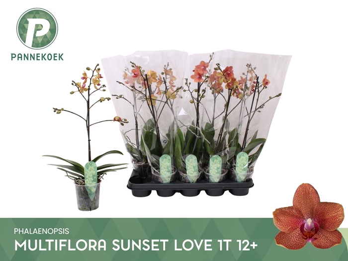 <h4>PHAL MF F SUNSE LOVE</h4>