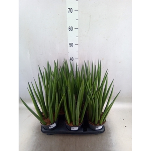 Sansevieria cyl.  ...