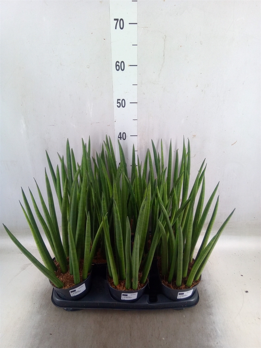 <h4>Sansevieria cyl.  ...</h4>