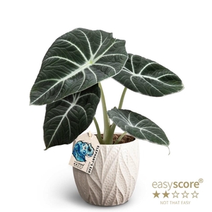 ALOCASIA REGINULA p12 Black V Leaf Sand