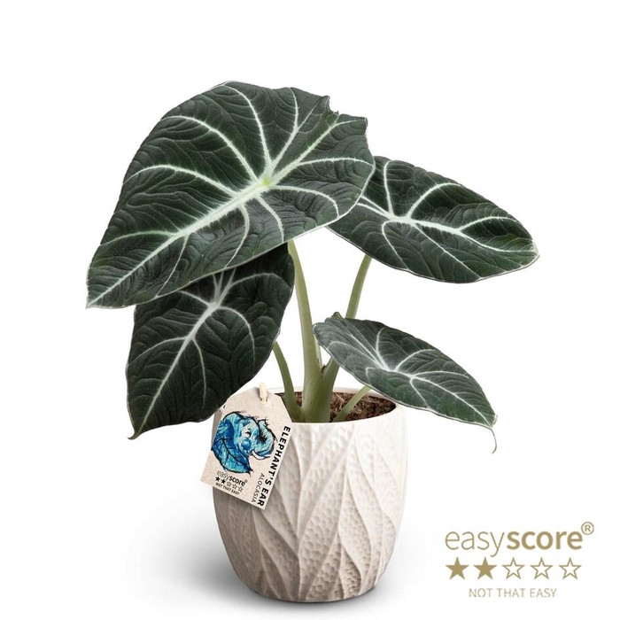 <h4>ALOCASIA REGINULA p12 Black V Leaf Sand</h4>