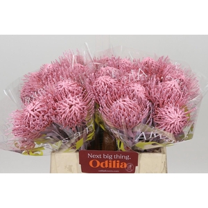 Nutans Painted Baby Pink