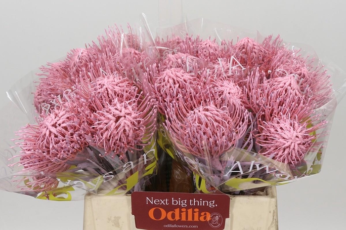 <h4>Nutans Painted Baby Pink</h4>