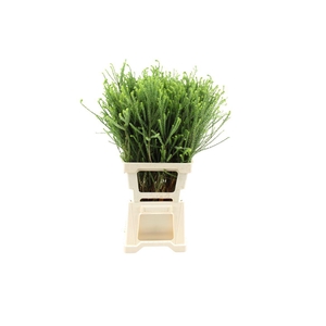 Euryops Virgineus