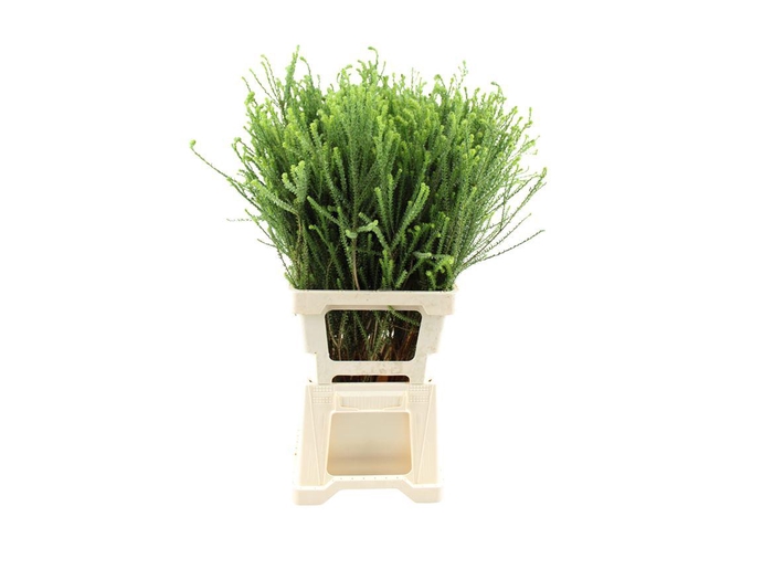 <h4>Euryops Virgineus</h4>