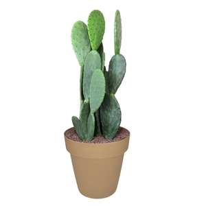 OPUNTIA FICUS INDICA - POT Ø 30 (CACTUS)