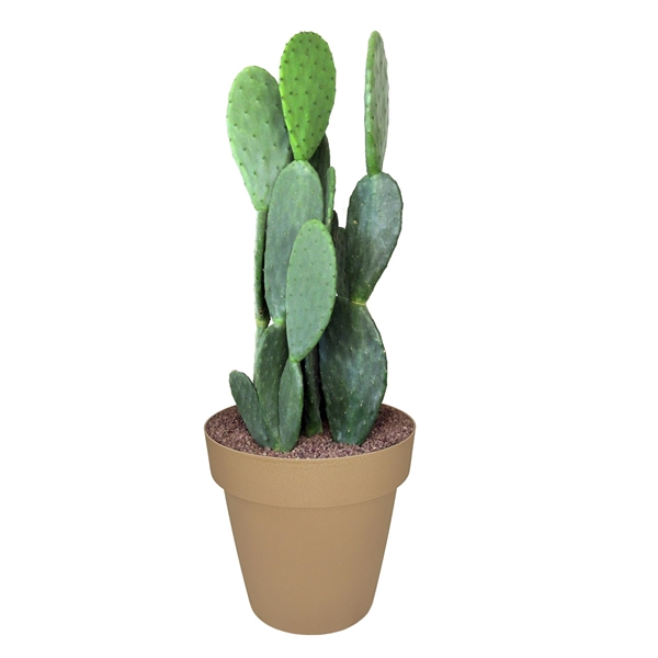 <h4>OPUNTIA FICUS INDICA - POT Ø 30 (CACTUS)</h4>