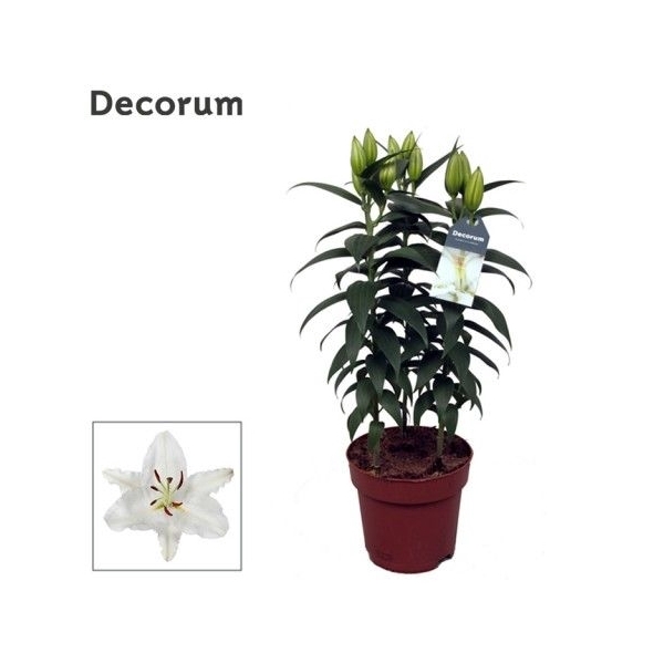 <h4>Lilium Or Oxygen 17cm</h4>