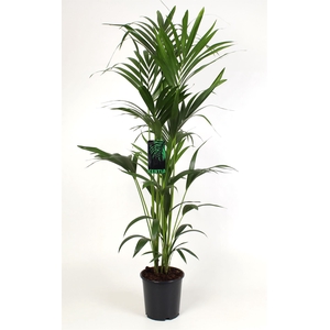 Howea forsteriana