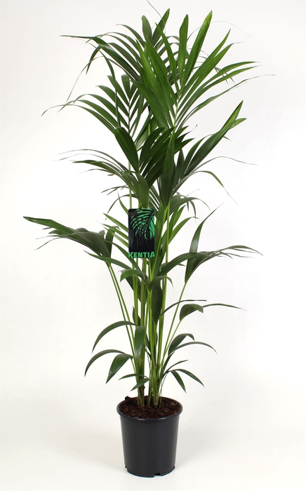 <h4>Howea forsteriana</h4>