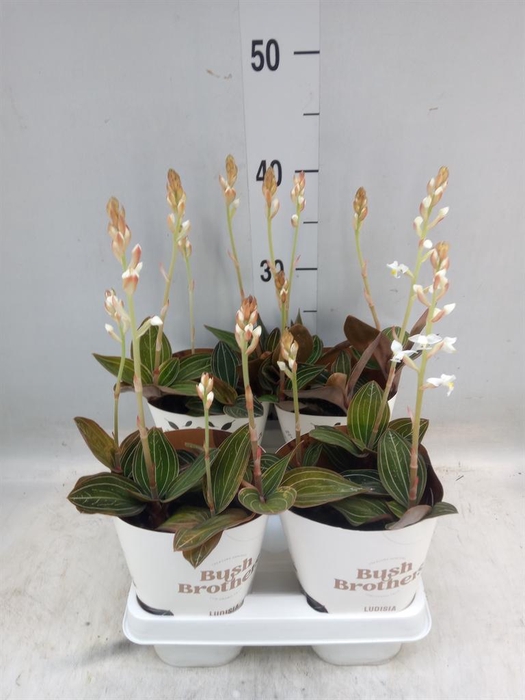 <h4>Ludisia discolor</h4>