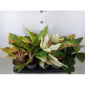Aglaonema   ...