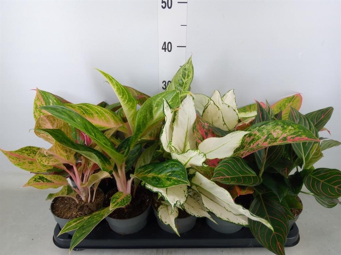 <h4>Aglaonema   ...</h4>