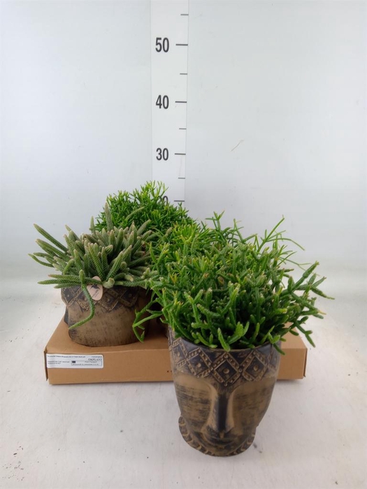 <h4>Rhipsalis   ...mix</h4>