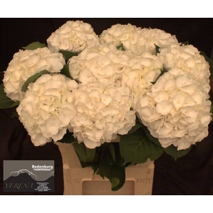 Hydr Verena White Rodenburg