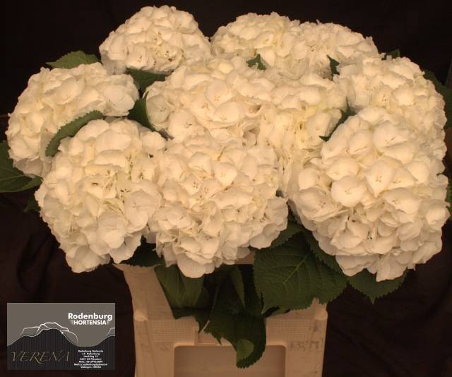 <h4>Hydr Verena White Rodenburg</h4>
