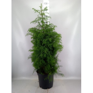 Cryptomeria japon. 'Elegans Virid'