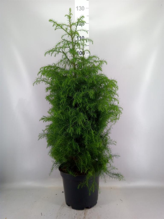 <h4>Cryptomeria japon. 'Elegans Virid'</h4>