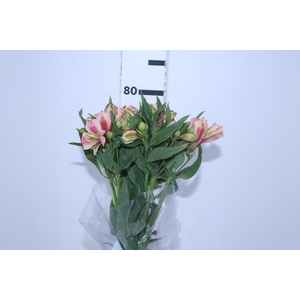 ALSTROEMERIA REBECCA 080 CM