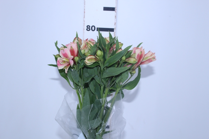 ALSTROEMERIA REBECCA 080 CM