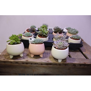 arr8 Echev Gem In Keramiek