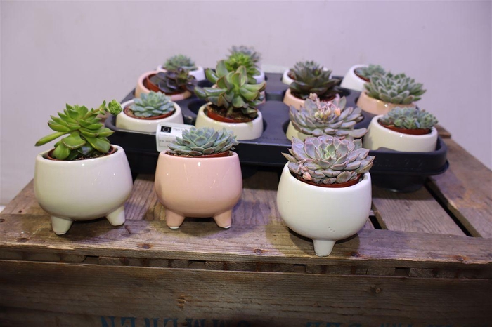 <h4>arr8 Echev Gem In Keramiek</h4>