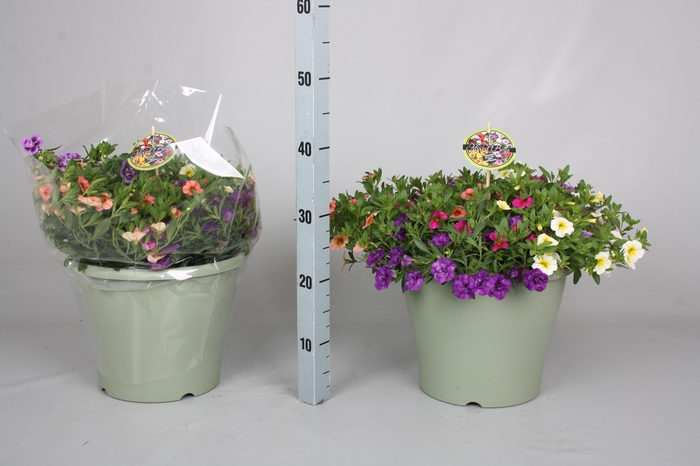 <h4>CALIB MINIF GEM POT</h4>