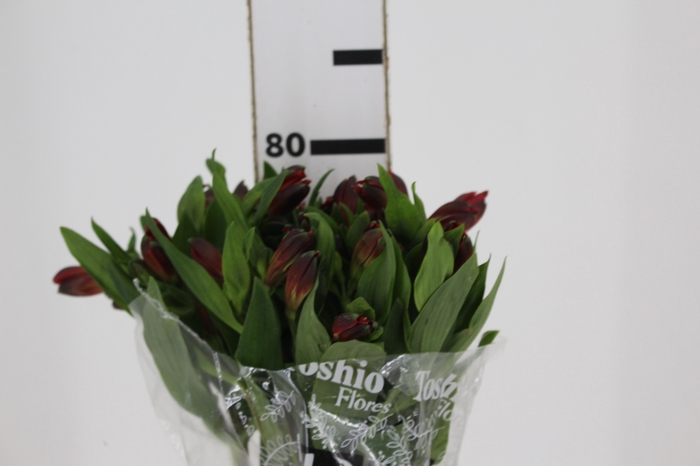 <h4>ALSTROEMERIA ANGELINA 080 CM</h4>