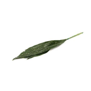 Aspidistra Milky Way