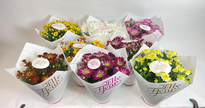 <h4>Elle Fleur papier</h4>