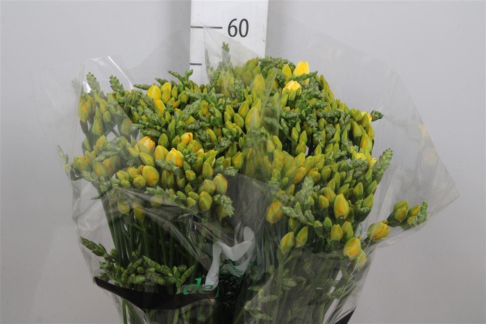 <h4>Fr Du Boulevard</h4>