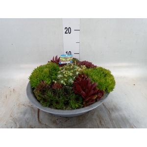 Sempervivum   ...