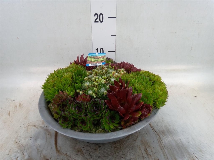 <h4>Sempervivum   ...</h4>