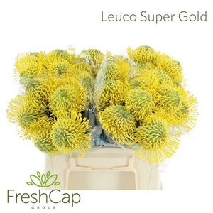 Leuco Super Gold