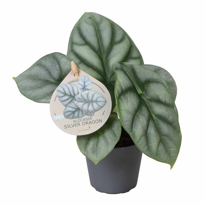 <h4>ALOCASIA BAGINDA P6 DRAGON ETIKET</h4>
