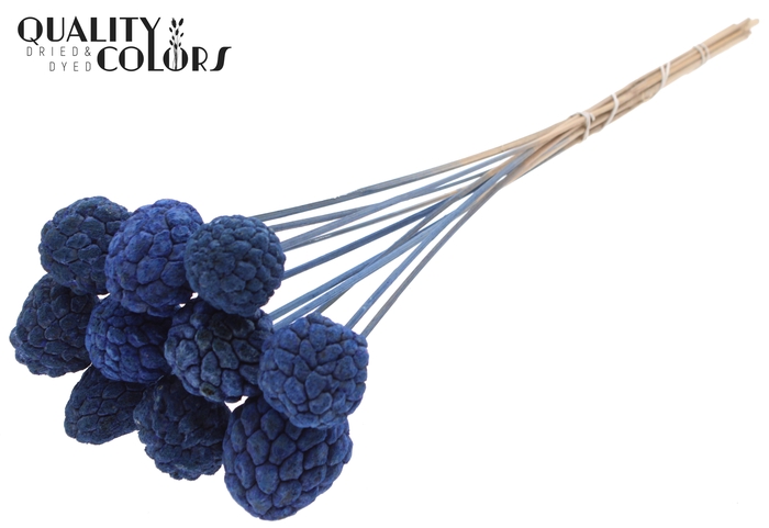 Atta Fruit on stem Intense Blue