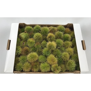 CASTANEA SATIVA CASSETTE X 25/30
